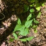 Spigelia marilandica Лист