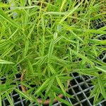 Pogonatherum crinitum 葉