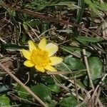 Ranunculus ficaria Цветок