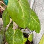 Passiflora ligularis 葉