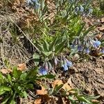 Mertensia lanceolata Flower