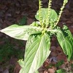 Spigelia anthelmia Fruit