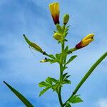 Cleome viscosa Çiçek