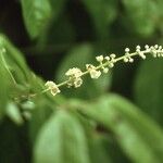 Combretum pecoense Çiçek