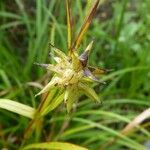 Carex grayi Flower