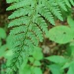 Dryopteris intermedia Hoja