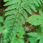 Dryopteris intermedia Liść