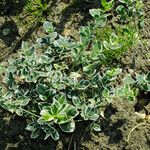 Euonymus fortunei Habitat