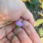 Erigeron glabellus Flower