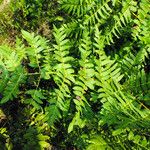 Osmunda regalis Folha