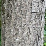 Acer pseudoplatanus പുറംതൊലി