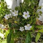 Oxalis incarnata Kwiat