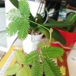 Mimosa pudicaFolha