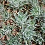 Deuterocohnia brevifolia Leaf