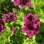 Pelargonium grandiflorum Fleur