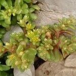 Sedum litoreum Outro