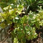 Rosa seraphinii Likasa