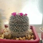 Mammillaria hahniana Fulla