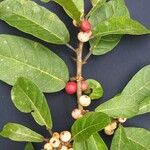 Ficus costaricana Other