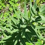 Lithospermum ruderale Blatt