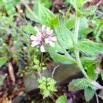 Cardamine chelidonia 花