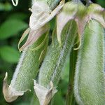 Crotalaria verrucosa Altres