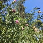 Cirsium vulgare Flower