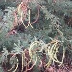 Acacia tortilis Fruit