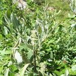 Salix glauca Leaf