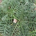 Cynara cardunculus Habit