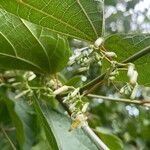 Alangium chinense Flower