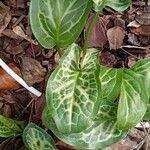Arum italicum পাতা