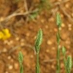 Crucianella angustifolia Flors