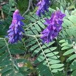 Vicia incana 花