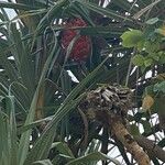 Pandanus odorifer Fruit