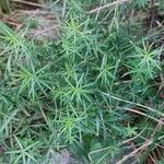 Galium verumFrunză