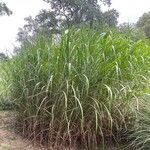 Miscanthus × longiberbis Habit