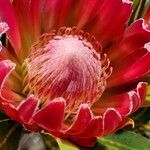 Protea cynaroides Altro