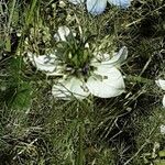 Nigella arvensis Květ