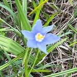 Nemastylis geminiflora Flor