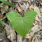 Adenocaulon bicolor Feuille