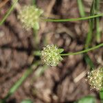 Jasione maritima Fruto