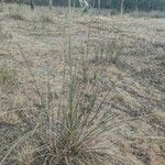 Stipella parviflora 葉