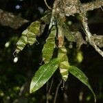 Dendrobium camptocentrum Habitus