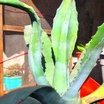 Agave shaferi Листок