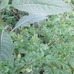 Potentilla supina Leaf