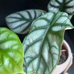 Alocasia baginda Лист