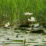 Nymphaea lotus Blodyn