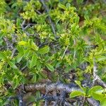 Rhamnus saxatilis برگ
