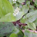 Maianthemum canadense花